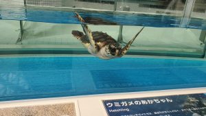 名古屋港水族館の福袋2020-5-3