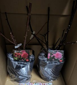 アップルローゼスの福袋の中身2024-6-1