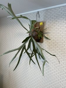 オザキフラワーパークの福袋の中身2024-2-1