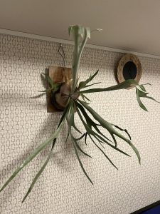 オザキフラワーパークの福袋ネタバレ2024-2-2