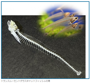 の福袋の中身2024-2-1