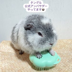 タングルティーザーの福袋を公開2025-9-4