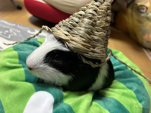 ハナペットの福袋2025-1-3