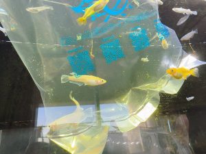 メダカの福袋の中身2025-2-1