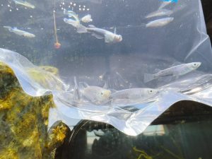 メダカの福袋ネタバレ2025-2-2