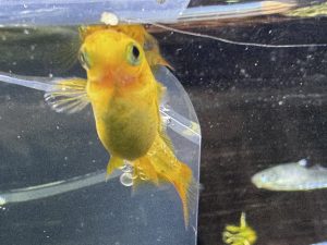 メダカの福袋を公開2025-2-4
