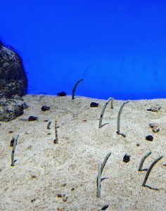 神戸市立須磨海浜水族園の福袋ネタバレ2025-2-2