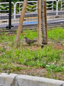 ローソンストア100の福袋ネタバレ2025-2-2