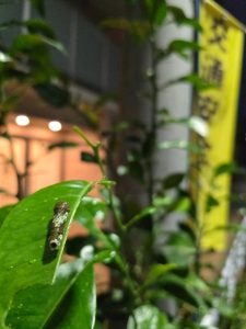 ローソンストア100の福袋を公開2025-2-4